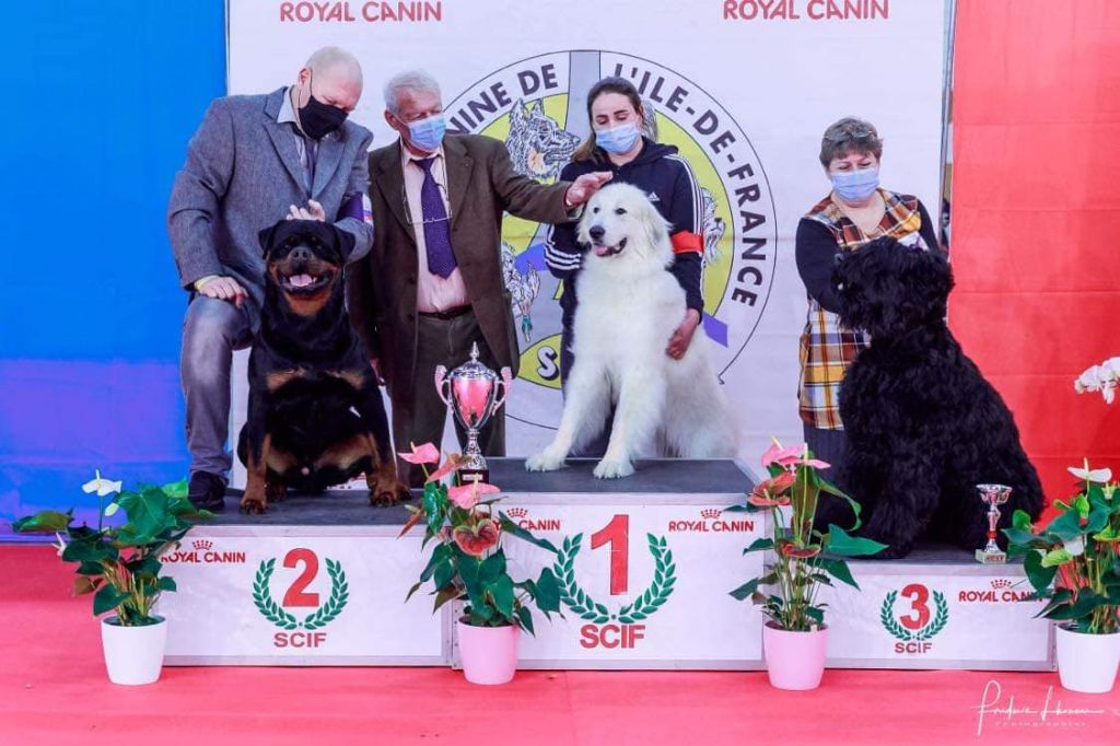 De La Légende D'Ankhara - Paris dog show 08/01/2022