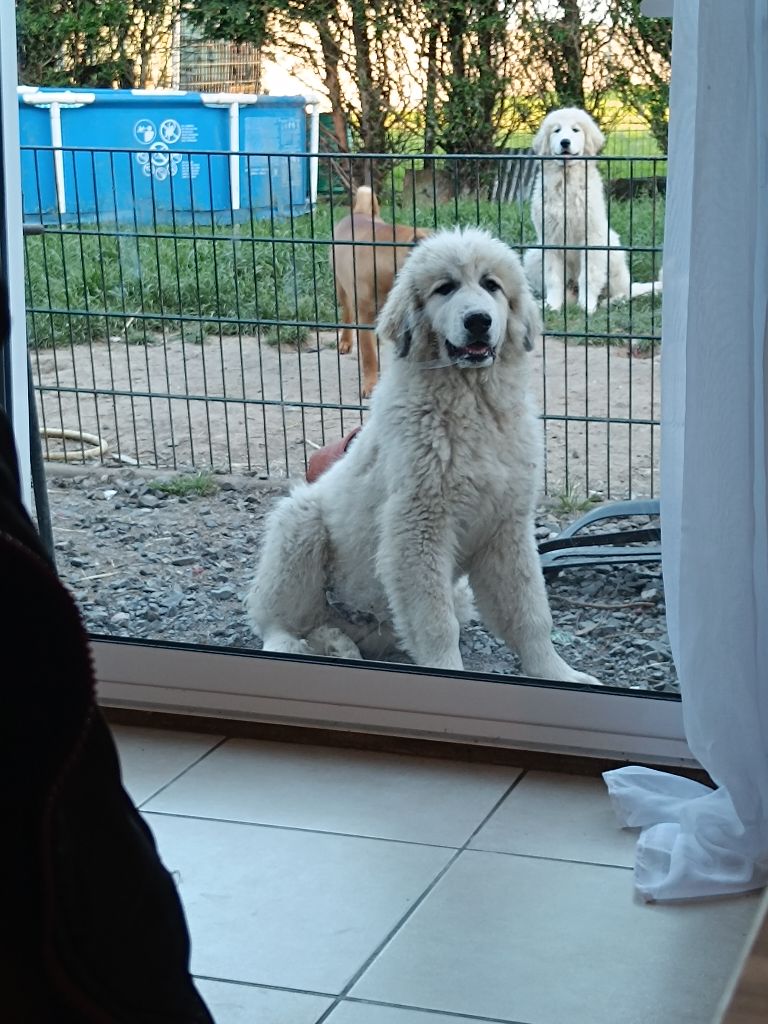 De La Légende D'Ankhara - Chiot disponible  - Chien de Montagne des Pyrenees